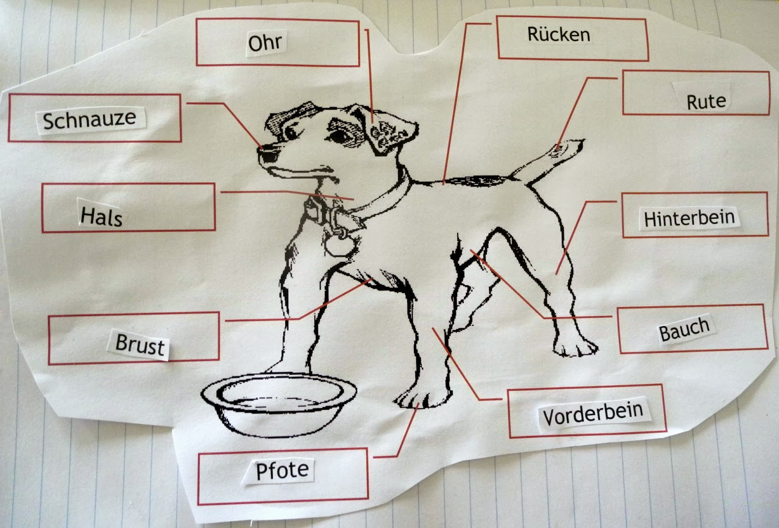 VS Steinhaus 2. Klasse 2013/2014 Der Hund