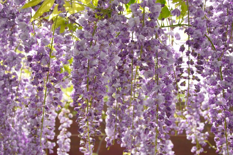 plantas e jardins ornamentais: Santos Paisagismo: QUAIS SÃO AS PLANTAS QUE FLORESCEM NO INVERNO plantas e jardins ornamentais: Santos Paisagismo: QUAIS SÃO AS PLANTAS QUE FLORESCEM NO INVERNO