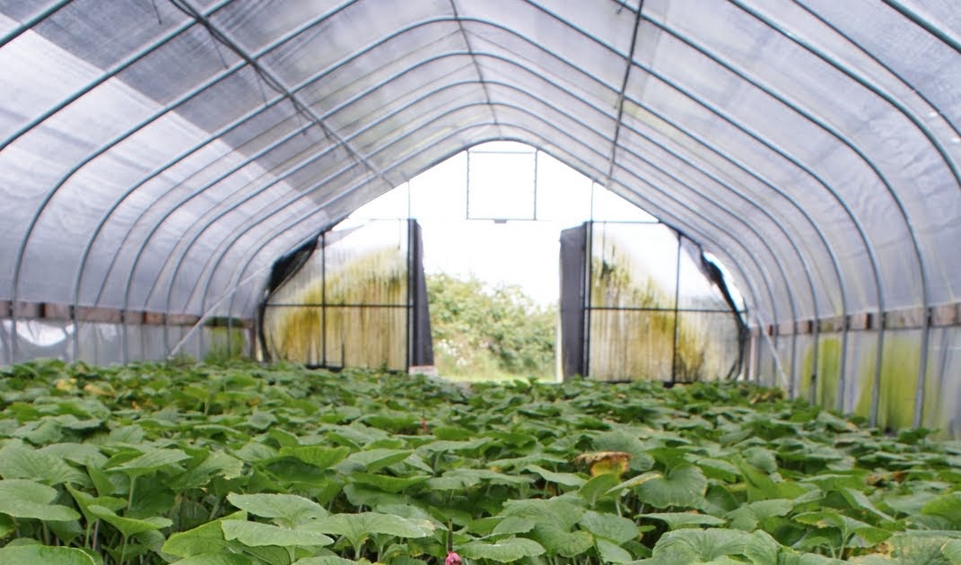 Nourishing Ideas Oregon Wasabi