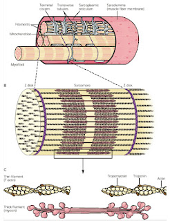 miofilamenti mišice