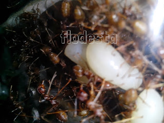 ternak kroto toples ternak kroto toples