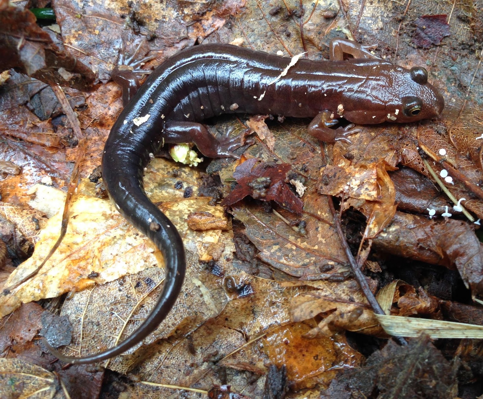 Salamanders of the Great Smoky Mountains