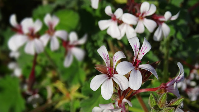 Nutmeg-Scented Pelargonium Photo
