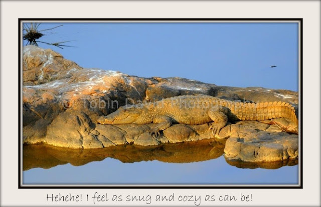 Crocodile Sun-bathing, Ranthambore, Rajasthan, India