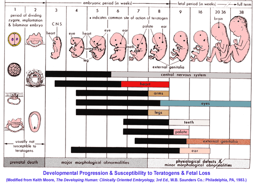 Desarrollo prenatal - EcuRed