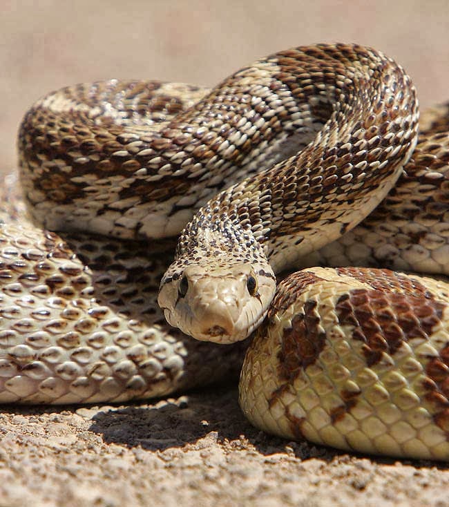 GOPHER SNAKE