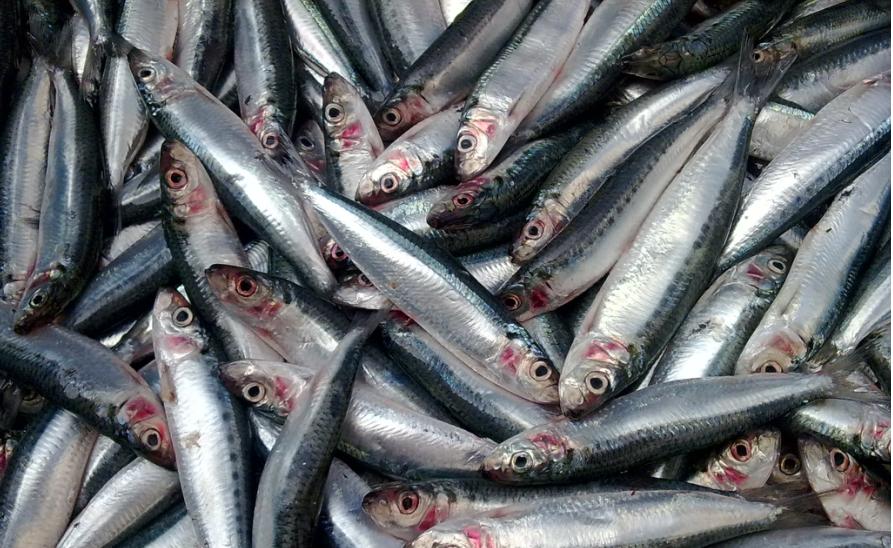 maperow: Ikan tamban beluru