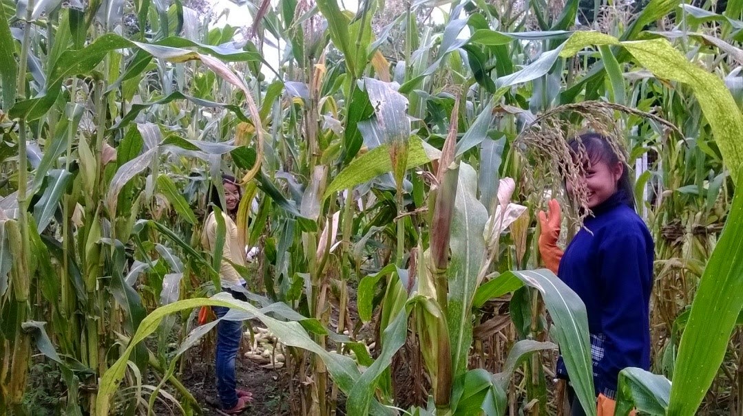 Students and corn