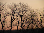 North Meadows Bald Eagle Nest