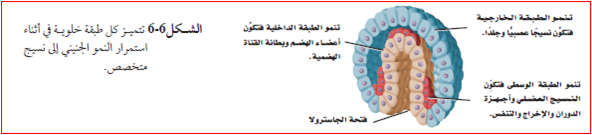 طبقة الخلايا داخل الجاسترولا تسمى الطبقة الخارجية تنمو وتتخصص إلى أعضاء الهضم وبطانة القناة الهضمية.