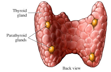 Location of parathyroid glands