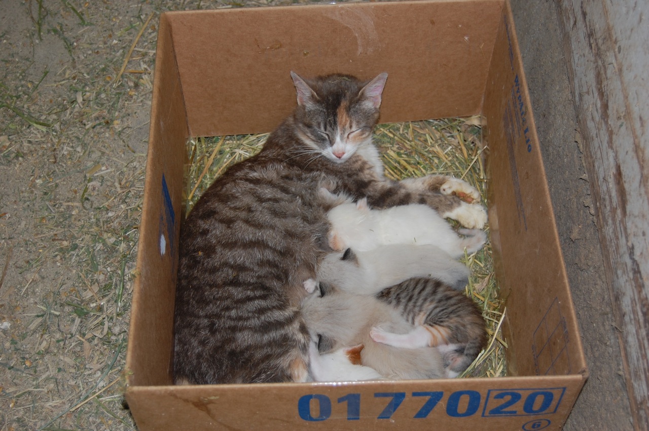 Dairy Good Life Farm cats and kittens