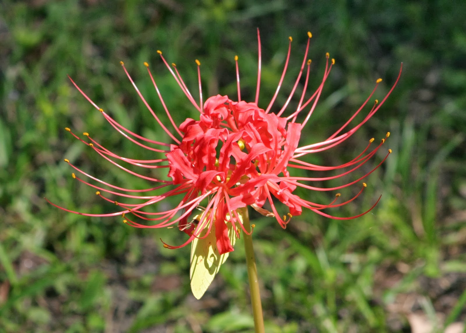 Snapper II Spider Lilies.