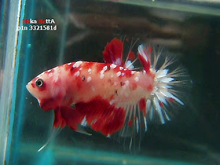 Cupang Tercantik cupang kontes 2016, cupang kontes plakat, cupang kontes 2013, cupang kontest, cupang kontes bandung, cupang kontes murah, kontes cupang aduan, kontes cupang malang 2012, kontes cupang indonesia, kontes cupang di bandung, kontes cupang medan, kontes cupang bogor, kontes cupang banjarmasin, kontes cupang balikpapan, jual cupang kontes bandung, ikan cupang buat kontes, kontes cupang jakarta barat, budidaya cupang kontes, beli cupang kontes, www.ikan cupang kontes.com, ciri2 cupang kontes, kontes cupang ciledug, contoh cupang kontes, kontes cupang di medan, kontes cupang di pekanbaru, kontes cupang dan lomba di tmii, kontes cupang di palembang, kontes cupang di jogja, kontes cupang di tmii, kontes cupang di lampung, ikan cupang kontes dijual, jadwal kontes cupang di bandung, foto cupang kontes, cupang fancy kontes, cupang giant kontes, ikan cupang giant kontes, jual cupang giant kontes, galery cupang kontes, gallery cupang kontes, kriteria cupang giant kontes, cupang hias kontes, cupang halfmoon kontes, kontes cupang hias 2014, jual cupang hias kontes, jadwal kontes cupang hias 2013, jual cupang halfmoon kontes, jenis cupang hias kontes, harga cupang hias kontes, jual cupang hias kontes 2013, vidio kontes cupang hias, cupang kontes internasional, ikan cupang kontes, kontes ikan cupang 2013, kontes ikan cupang hias, kontes ikan cupang 2014, kontes ikan cupang aduan, kontes ikan cupang jakarta, kontes ikan cupang hias 2013, cupang kontes juara, cupang kontes jogja, ikan cupang kontes juara 1, mencetak cupang juara kontes, cupang serit juara kontes, harga cupang juara kontes, jual cupang kontes, jual cupang kontes 2013, kontes cupang kediri, cupang halfmoon kualitas kontes, cupang hias kualitas kontes, cupang plakat kualitas kontes, ciri cupang kualitas kontes, jual ikan cupang kualitas kontes, foto ikan cupang kualitas kontes, kumpulan cupang kontes, cupang kriteria kontes, cupang giant kualitas kontes, merawat cupang kontes, melatih cupang kontes, mencetak cupang kontes, foto ikan cupang menang kontes, ikan cupang pemenang kontes, jual cupang plakat kontes, harga cupang plakat kontes, kriteria kontes cupang plakat, ciri cupang plakat kontes, perawatan cupang kontes, pakan cupang kontes, cupang serit kontes, kontes cupang surabaya, kontes cupang surabaya 2013, kontes cupang surabaya 2014, jual cupang kontes surabaya, kriteria cupang serit kontes, ikan cupang slayer kontes, standar cupang kontes, ciri ciri cupang siap kontes, jual ikan cupang serit kontes, kontes cupang tmii, kontes cupang terbaru, kontes cupang tangerang, melatih cupang untuk kontes, ukuran cupang kontes, syarat cupang untuk kontes, ikan cupang kontes 2013, jadwal kontes cupang 2013, kontes cupang hias 2013, juara kontes cupang 2010, pemenang kontes cupang 2012,