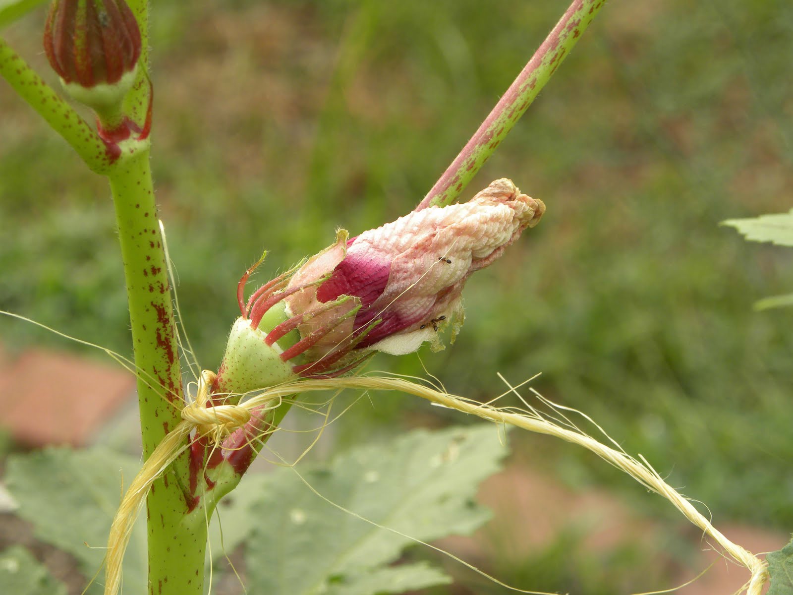 Okra Seed Saving Love Sown