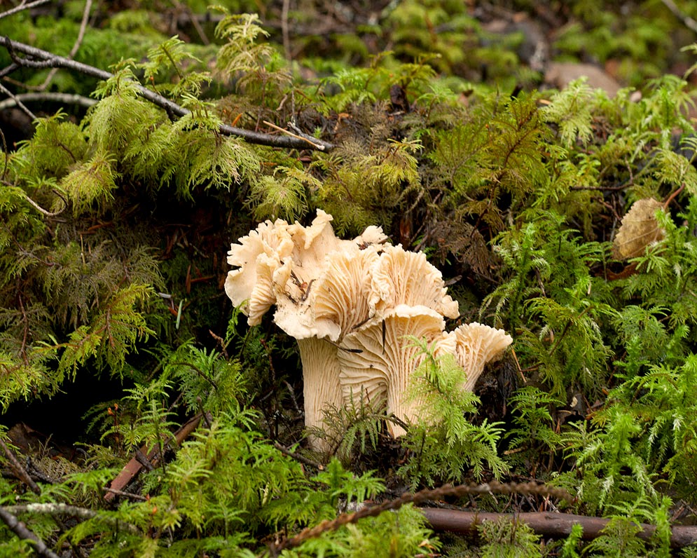 シロアンズタケ　Cantharellus subalbidus