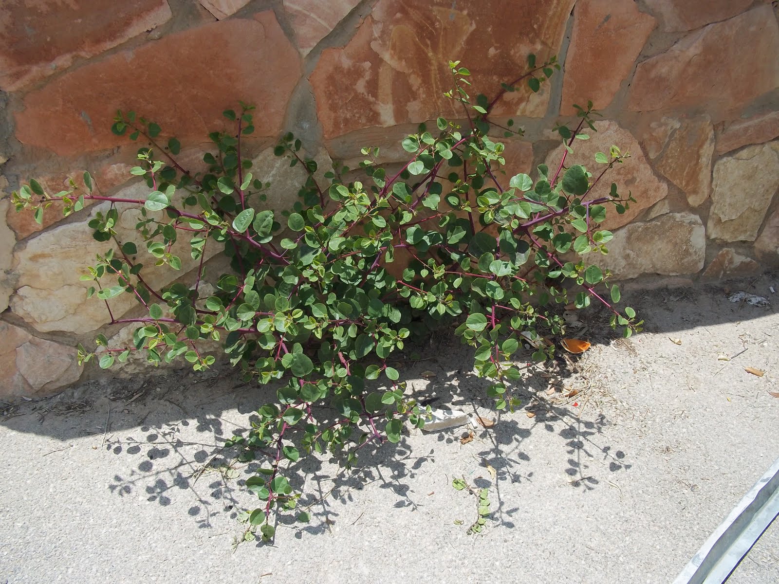 Homemade Pickled Capers, Caper Leaves, and Caper Berries Penniless