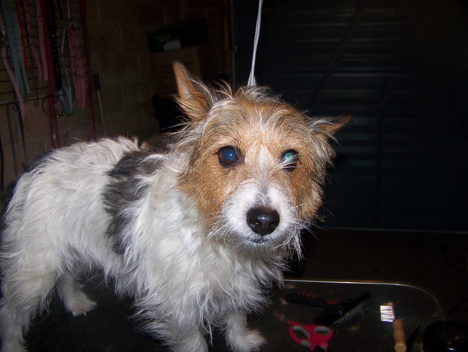 Blissful Dog Grooming TitchJack Russel