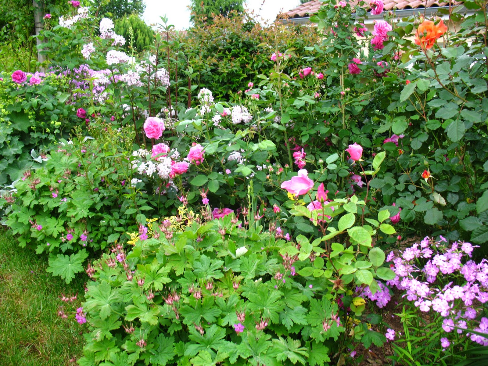 Roses Du Jardin Cheneland Hydrangea Paniculata Vanille Fraise