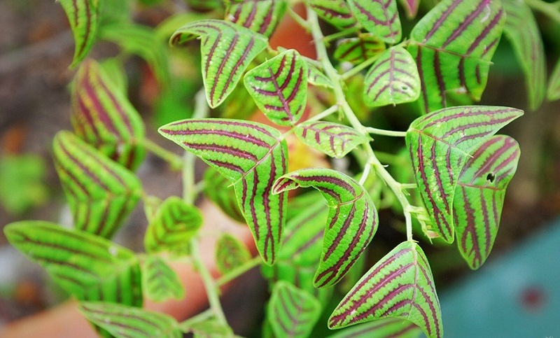 Daun Pokok Rerama Bernilai Tinggi Binmuhammad