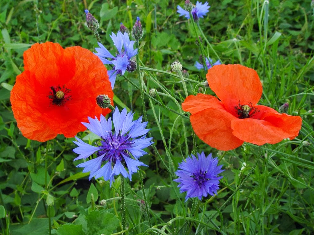 Prickly and Bitter Remembering JFK with cornflowers