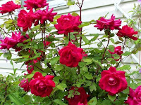 Bunga Mawar/Ros (Rosa chinensis Jacq.)