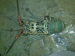 Lobster Bambu