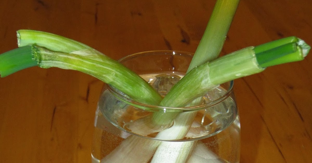 The Foodie Fare The Green Onion Experiment