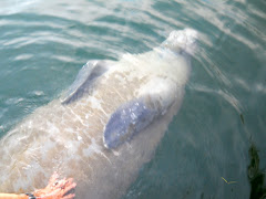 George asked if I'd like to scratch the Manatee's belly.  No thanks.