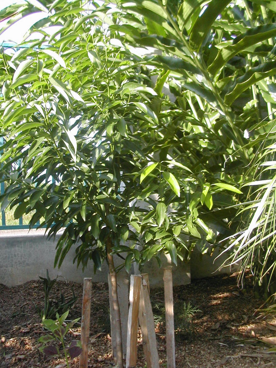 How to harvest cinnamon La Gringa's Blogicito