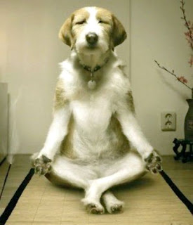 Inner Peace  Meditating+dog