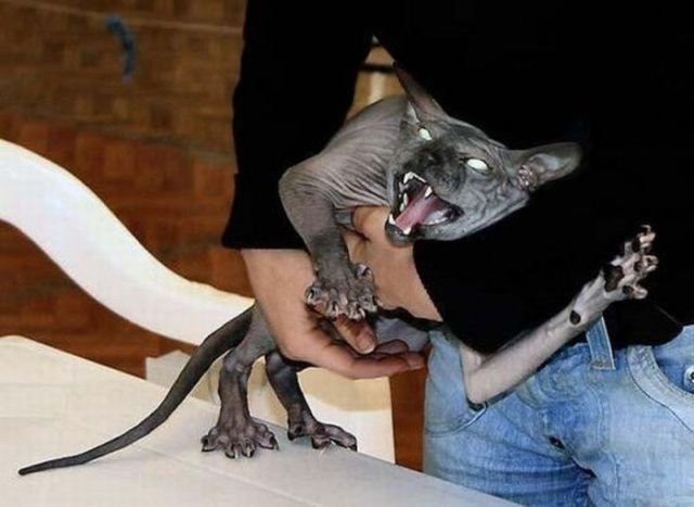Most+Angry+Cats+Photos+%25286%2529.jpg