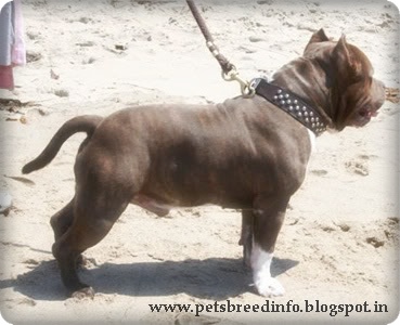 American Bully Dog HD Wallpaper Free Download All About Dogs American Bully Dog HD Wallpaper Free Download All About Dogs