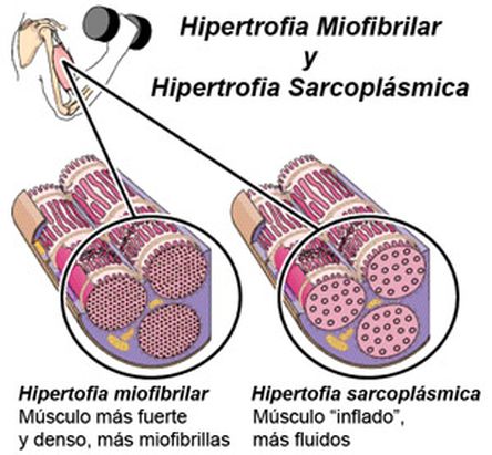 Efectos de los esteroides en el organismo