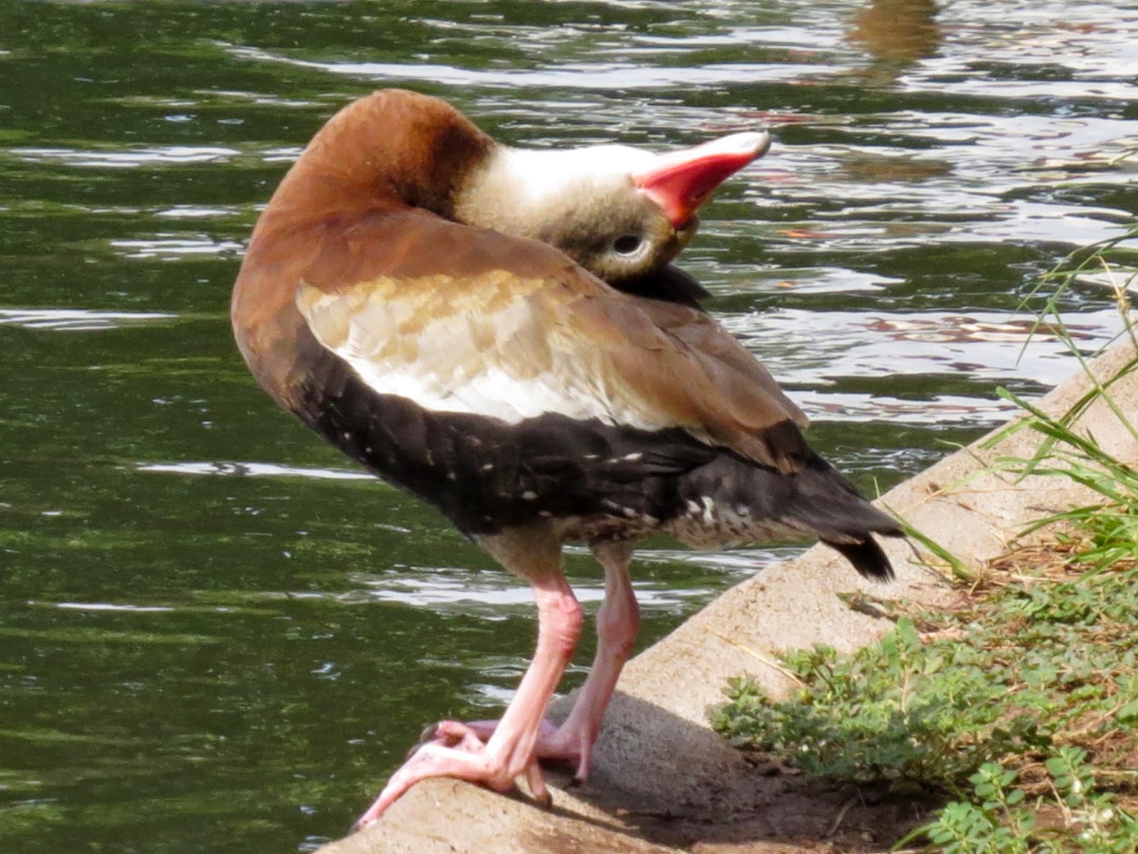 SE Texas Birding & Wildlife Watching Ducks Again