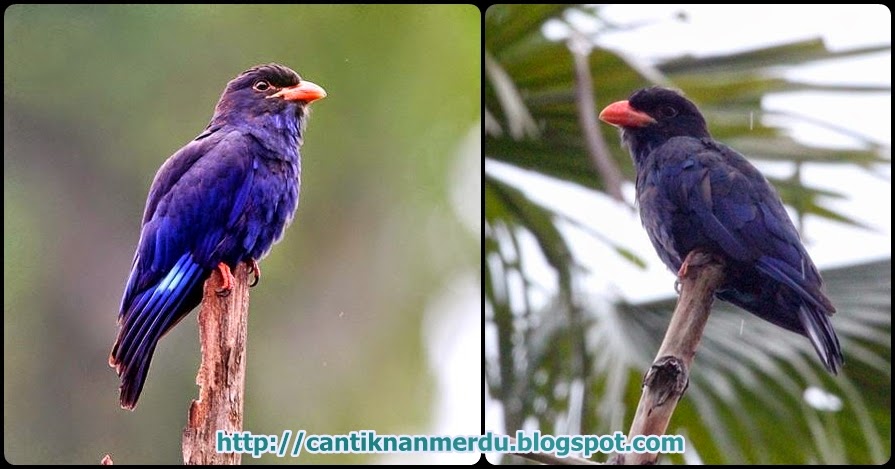 Burung Tengkek Buto Burung Masteran Yang Kian Di Buru Zona Kicau