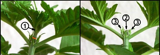 topping-marijuana-plant.jpg