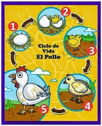 El ciclo de vida del pollito