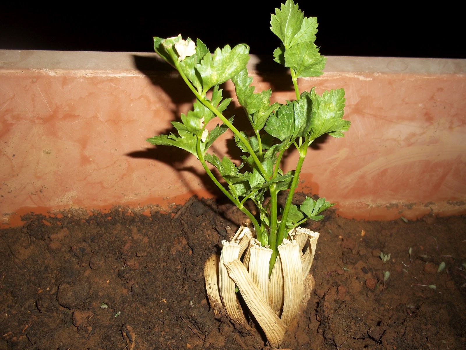 Growing Celery For Free, Easily Penniless Parenting