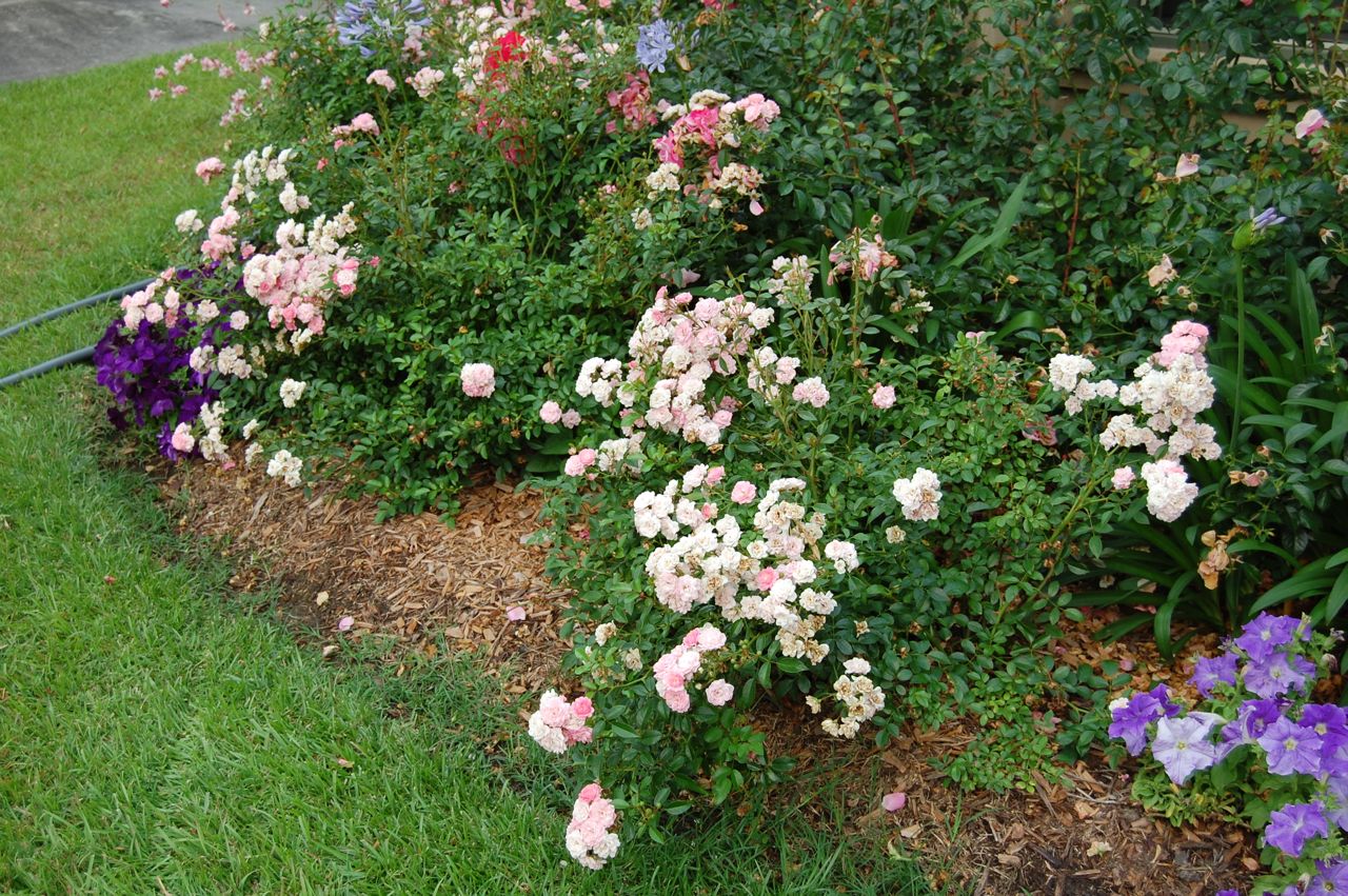 Jeannie's Fairy Rose Louisiana Garden Fairy Rose