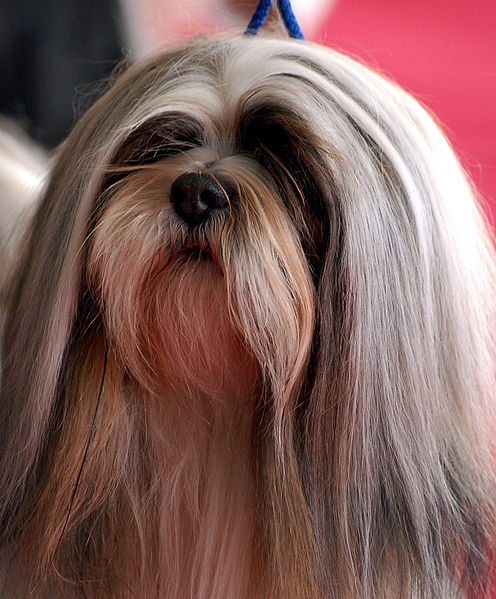 Tibetan Apso