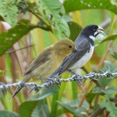 Sporophila caerulescens ( coleirinho ou Papa-capim ou Cole…