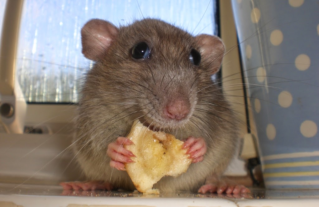 Funny Mouse Eating Cheese Animals | Amazing Latest Pictures | Funny And