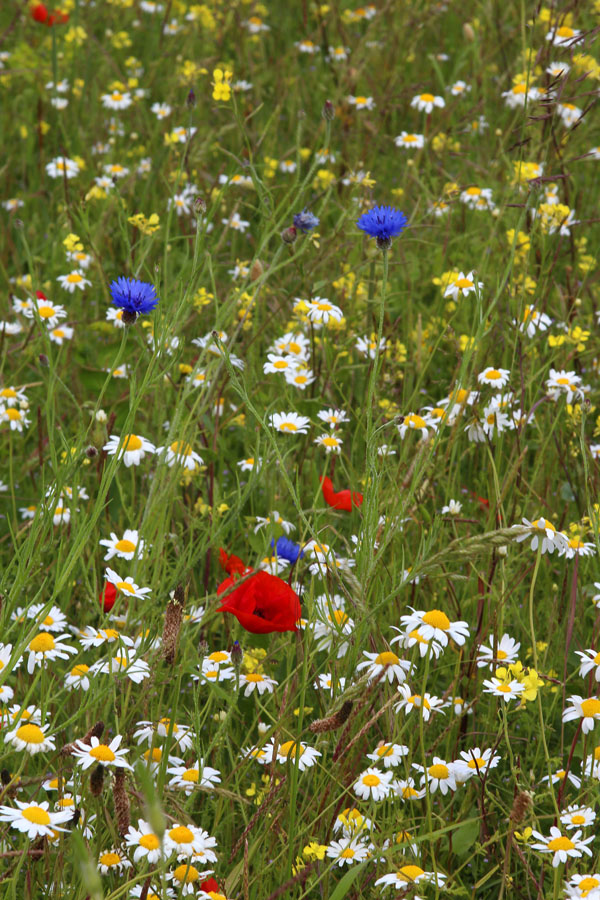 WildlifeTring Cornfield Flowers