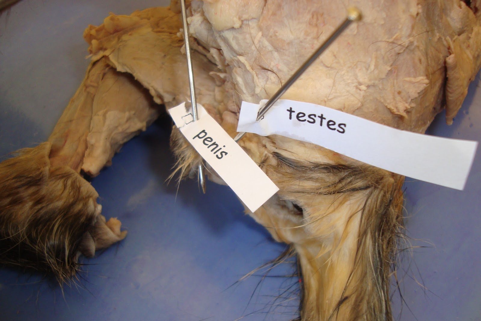 Cat Dissection: Human Anatomy
