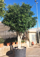 Ficus-exotica-benjamina-Barnaplant