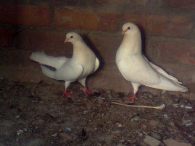 high flying pigeon white mokaye indian pigeon high flyer pigeon in india