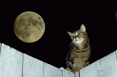 Topic des chats - Page 18 4%2B002
