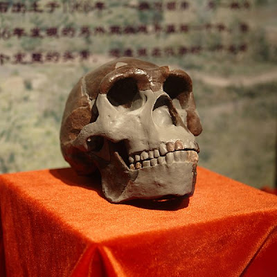 Viajando por la historia II Peking+man+replica+skull