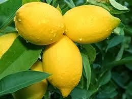 Manfaat Buah Lemon